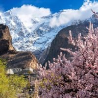 hunza blossom tour